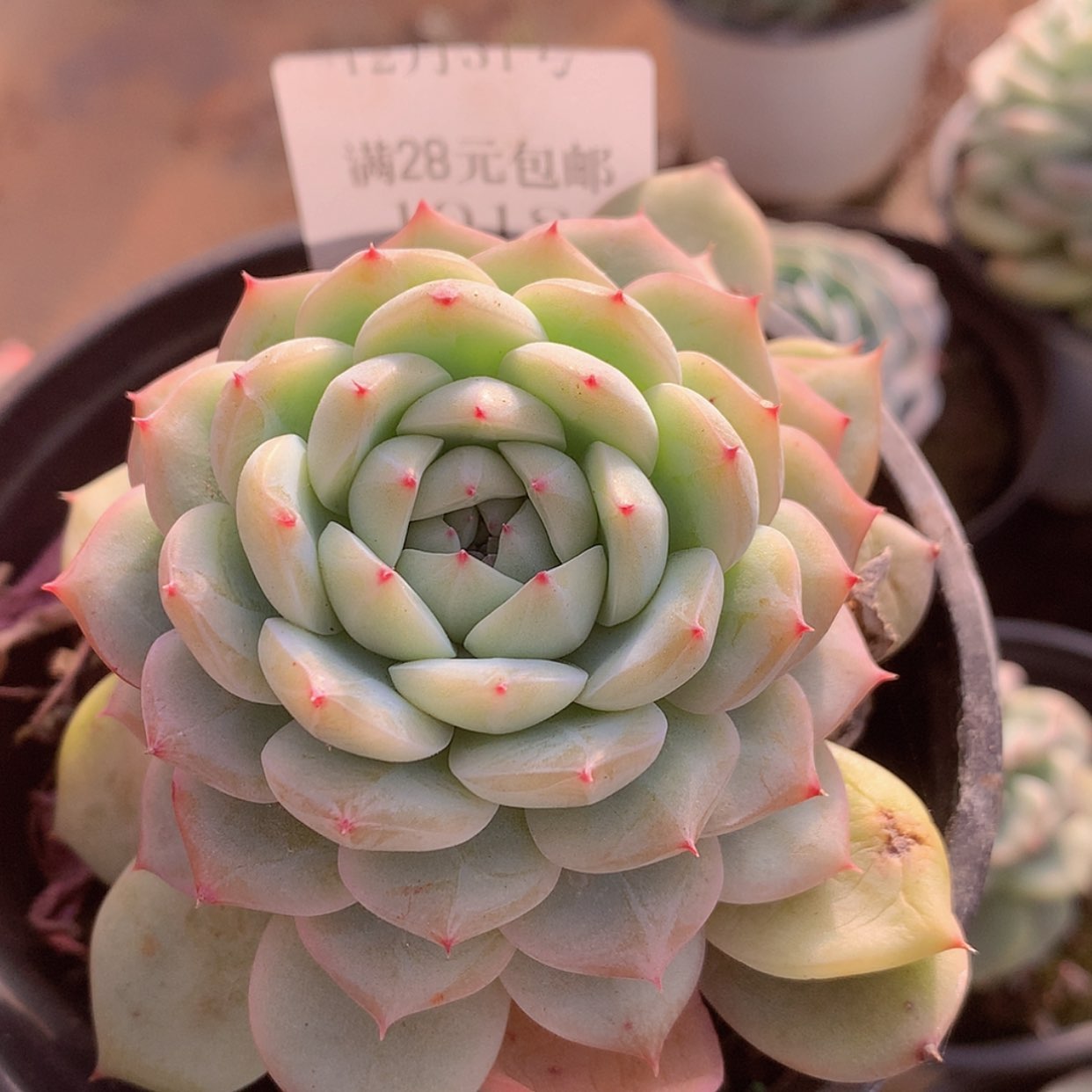 【闪购商品】云1018号