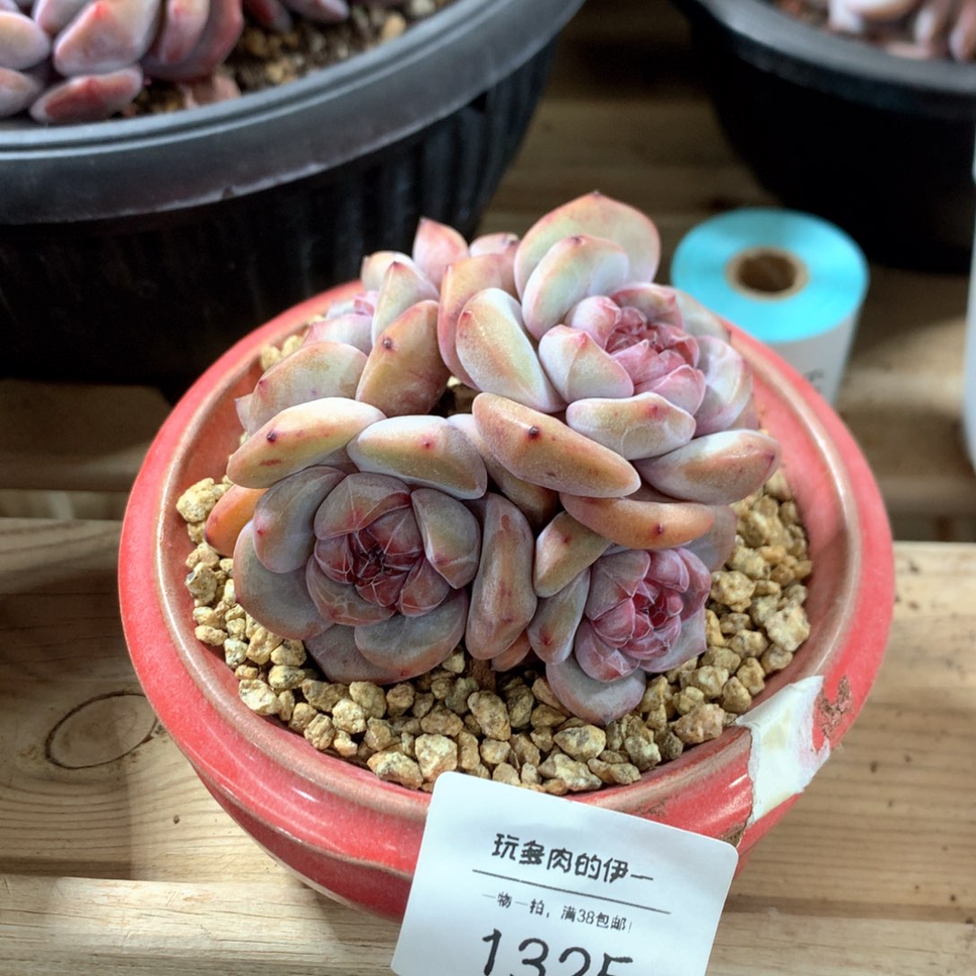 1325石榴籽五头默认有砍8厘米