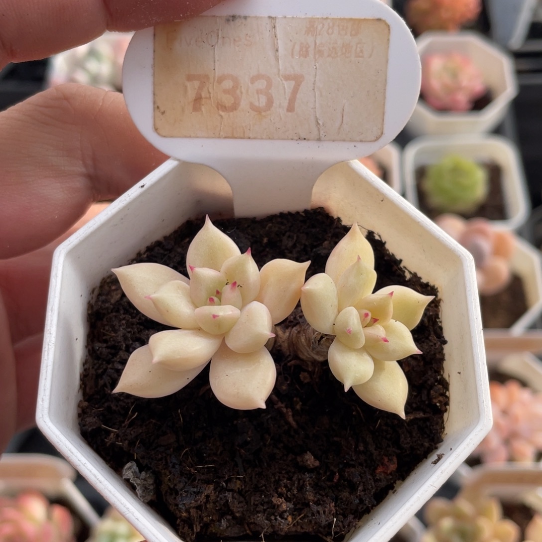 璀璨7337-5.0厘米