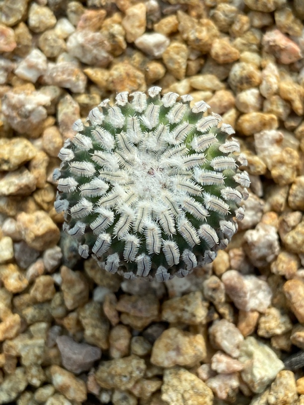 仙人球精巧殿姣丽属实生籽播球体冠径2.5厘米一物一拍实物拍摄