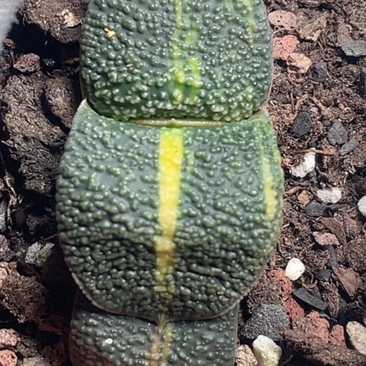 一物一拍竞拍福利拍