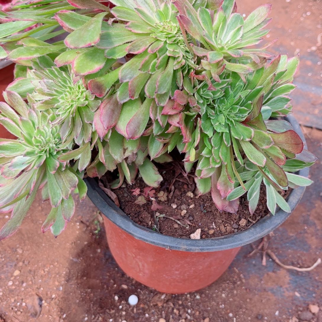 多肉植物602粉黛