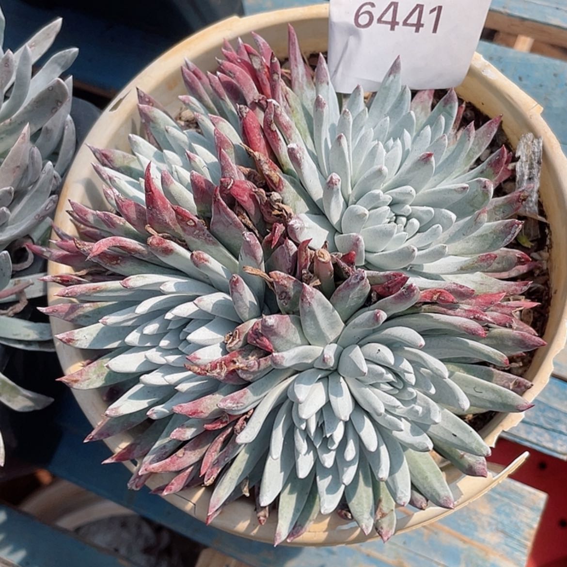 【闪购商品】白菊流丹