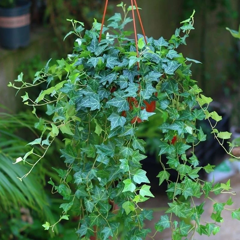 常青藤吊兰绿植盆栽室内外四季好养爆盆客厅垂吊欣赏