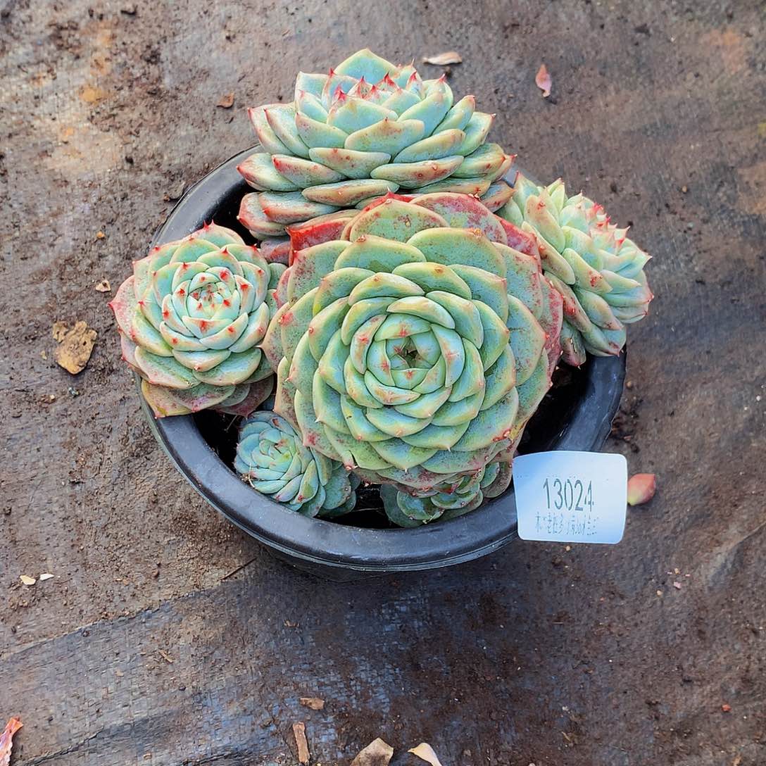 ৡ***࿐    天鹅绒多肉13024