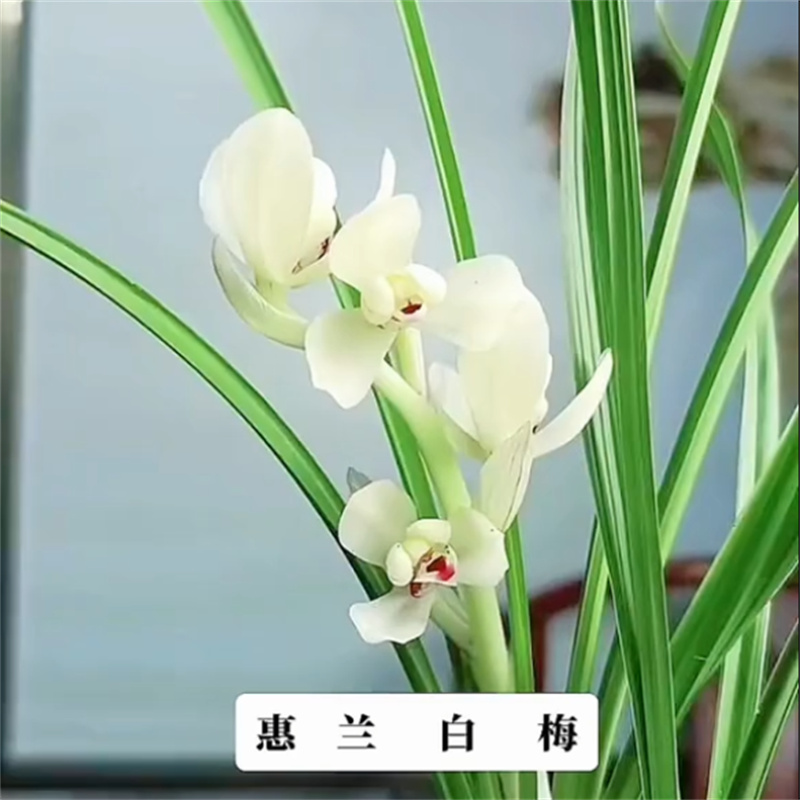 蕙兰白色白梅带花苞浓香兰花苗客厅阳台窗台花卉植物好养产地直发