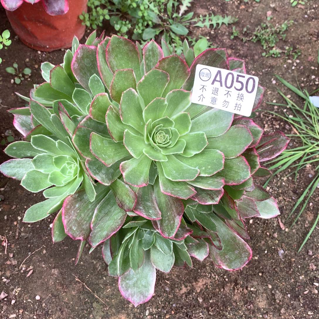 多肉植物海王多肉050