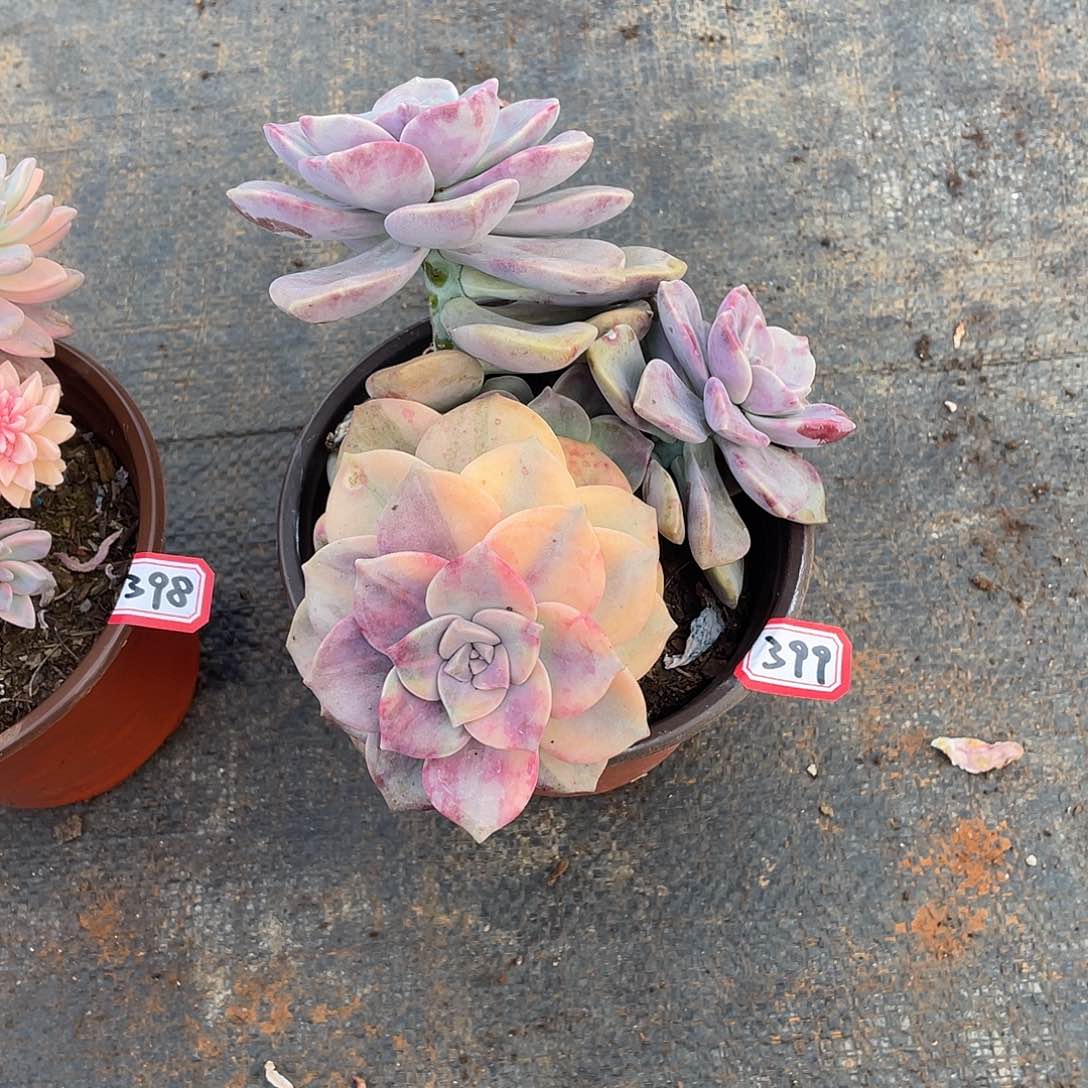 399紫乐锦 一物一拍多肉