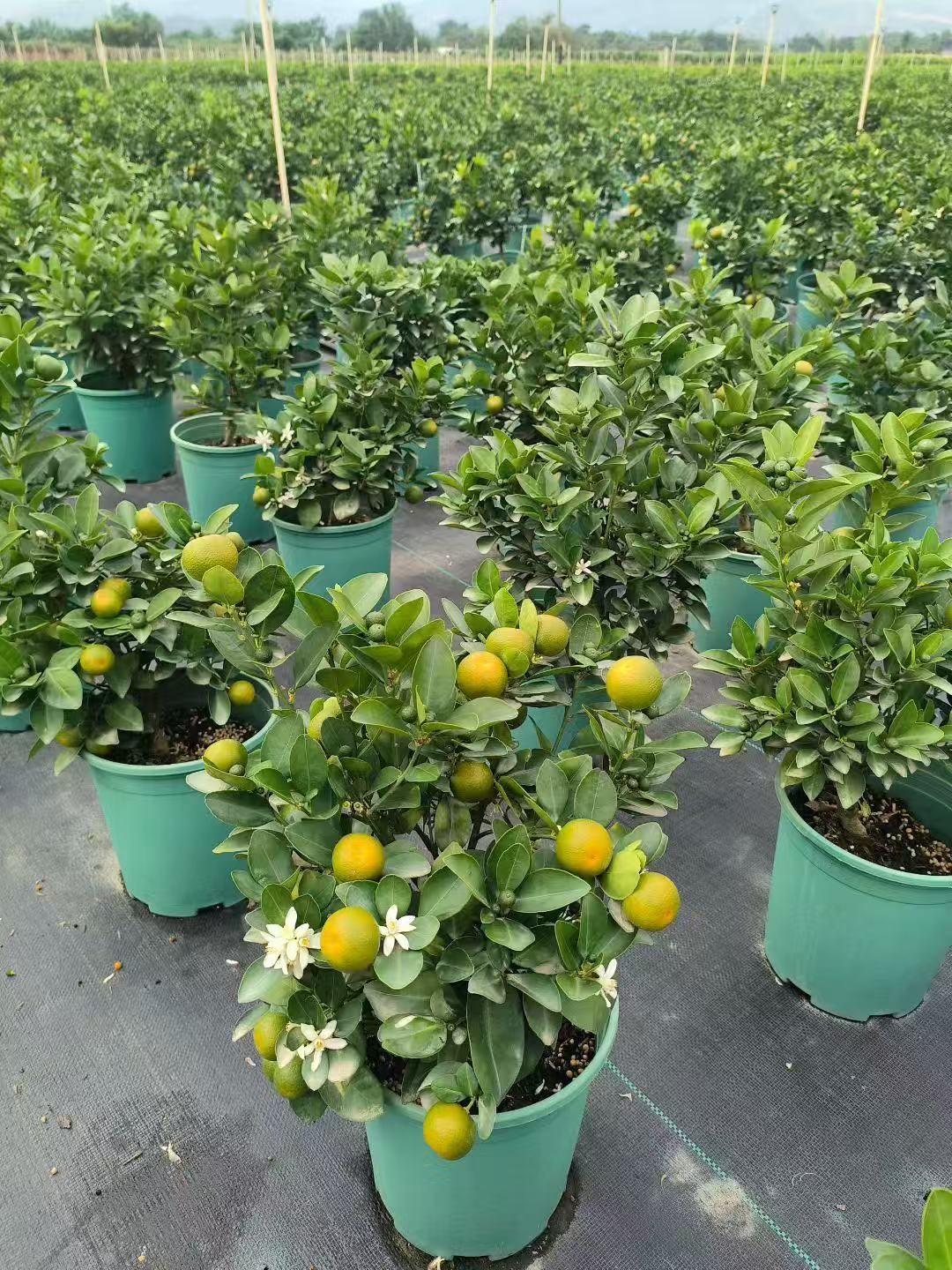 《小胖》四季桔棒棒糖盆栽，轻微掉果，发货后不支持退款，介意勿拍！