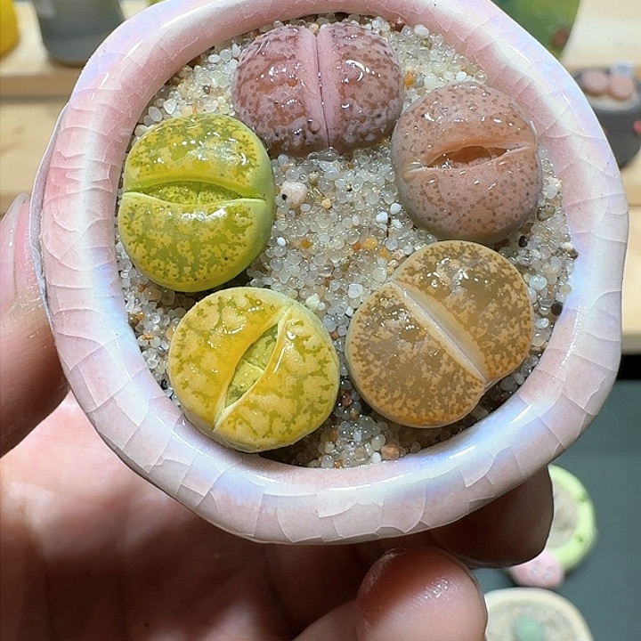 红陶蘑菇875咫尺