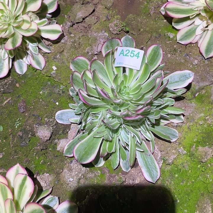 余***就多肉植物断枝不包254半糖荔枝