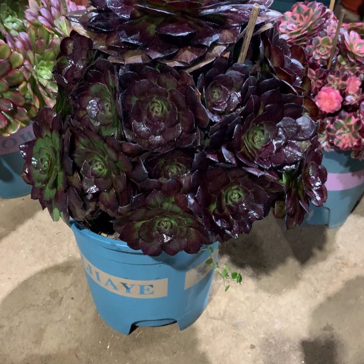 447黑美人多肉植物特价