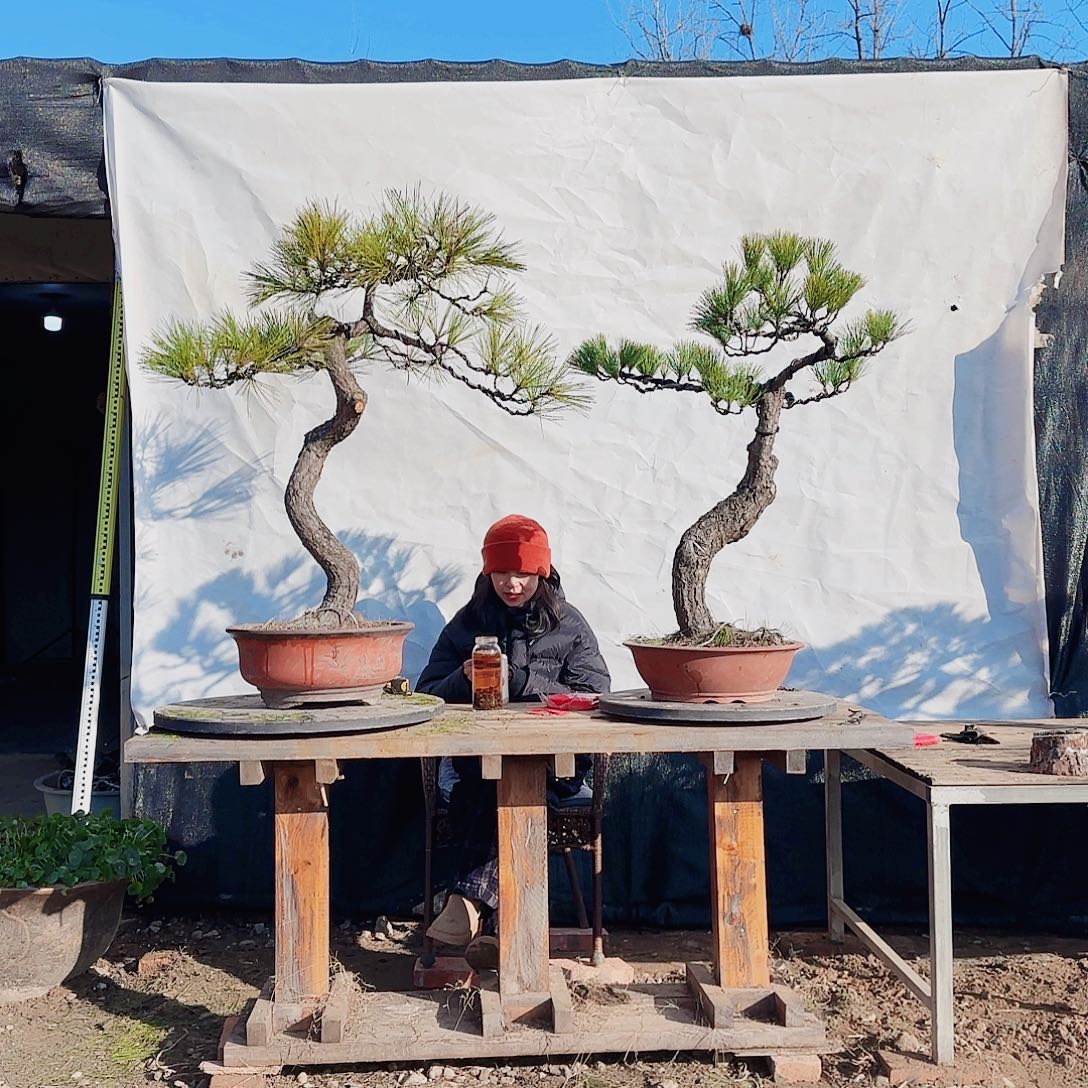 我***福完全开放黑松盆景直播间