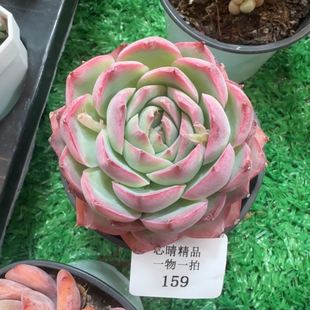 闪购精品多肉159号