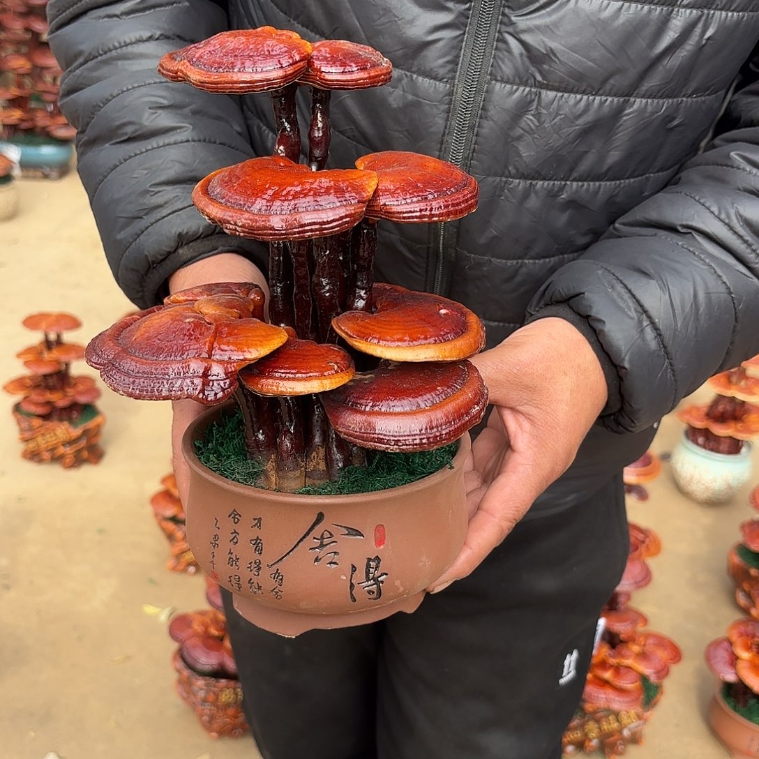 无花朵灵芝是我国著名植物
