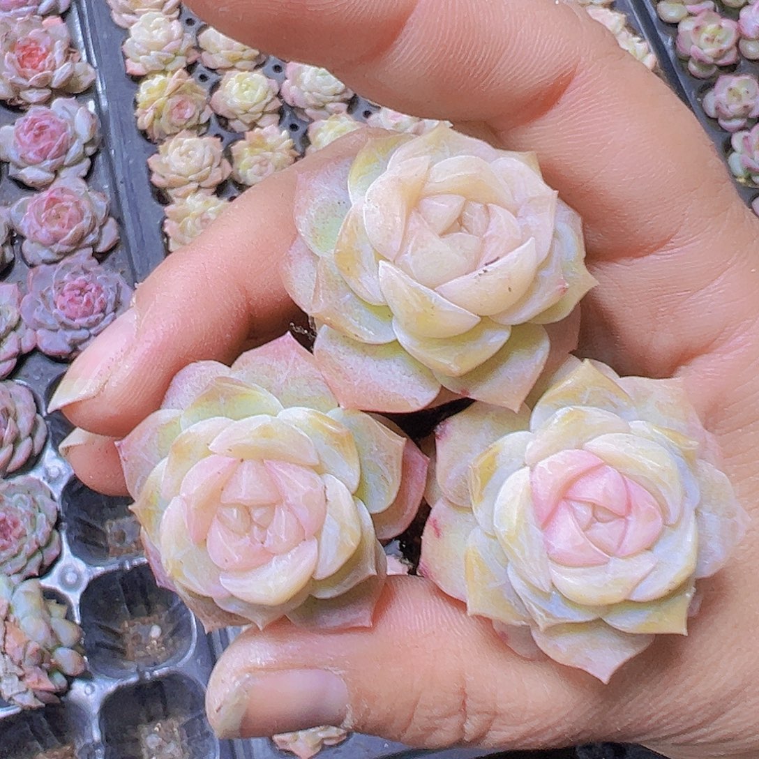 仙女粉冰魄3个19包邮