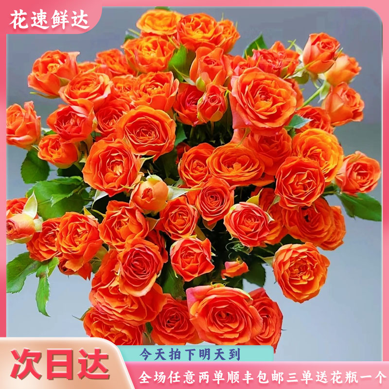 次日达【橙色芭比5枝】鲜花批发直播任意两单顺丰包邮鲜花次日达