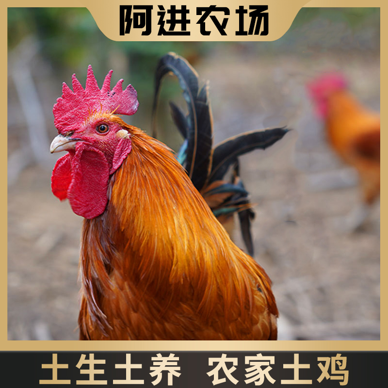 【阿进农场】 300天农家老公鸡3-3.5斤/3.5斤以上