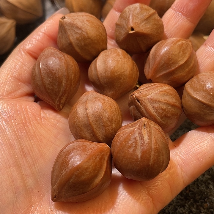 希***希吊坠橄榄核2.2程2.8