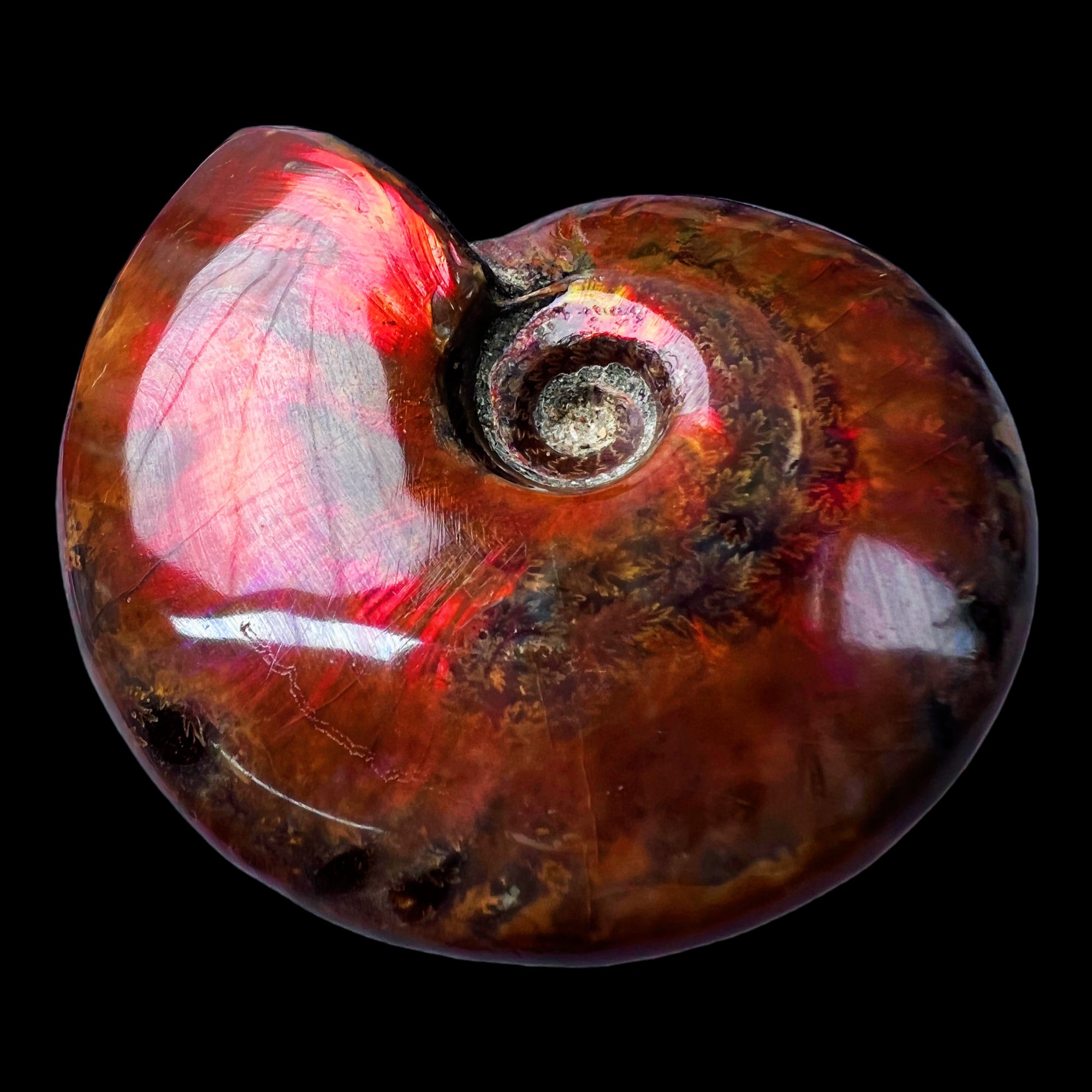 【 叶菊石（火凤凰）】68.3mm 马达加斯加 古贝壳 N-50 创意饰品 A78