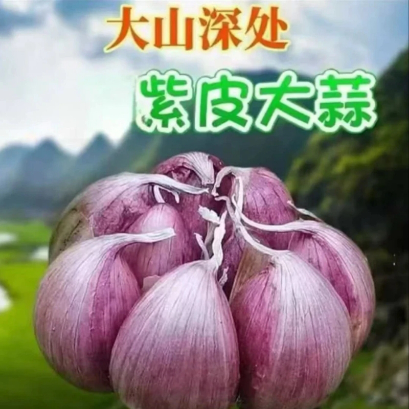 2025年新鲜紫白皮鲜蒜大蒜多瓣蒜糖蒜醋蒜腊八蒜腌制