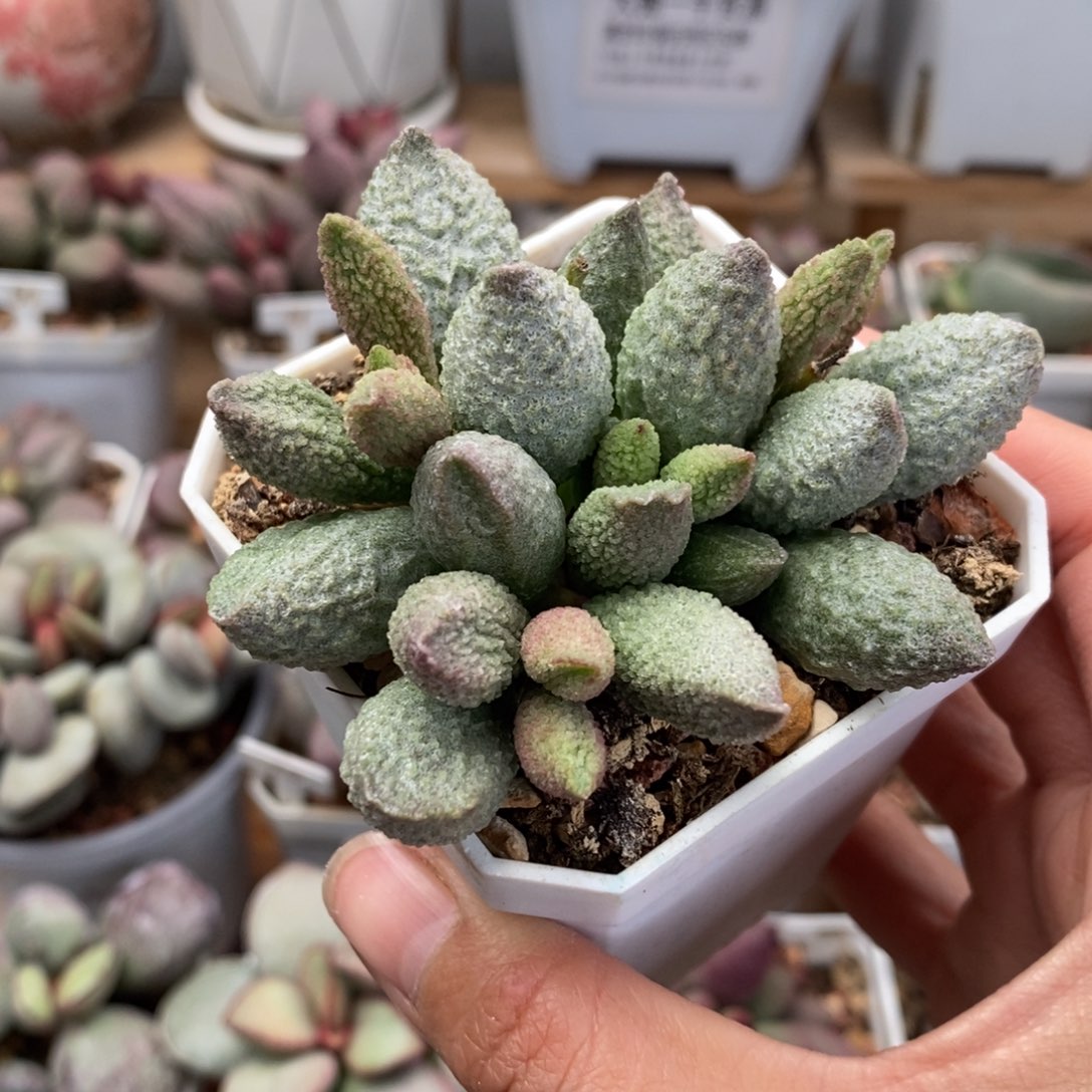 实生新品11号水泡多肉植物