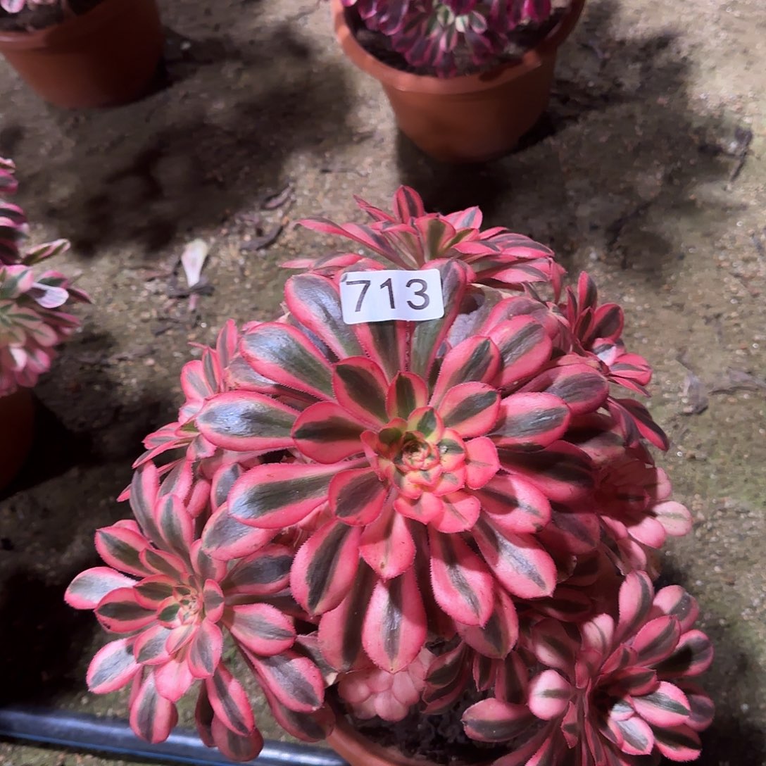 多肉植物初恋713法师