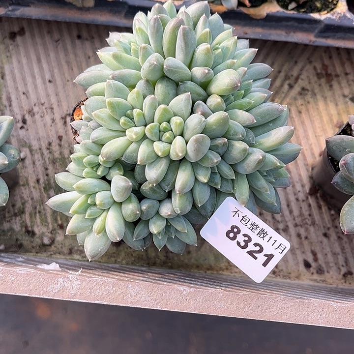 阿雅园艺。       8321