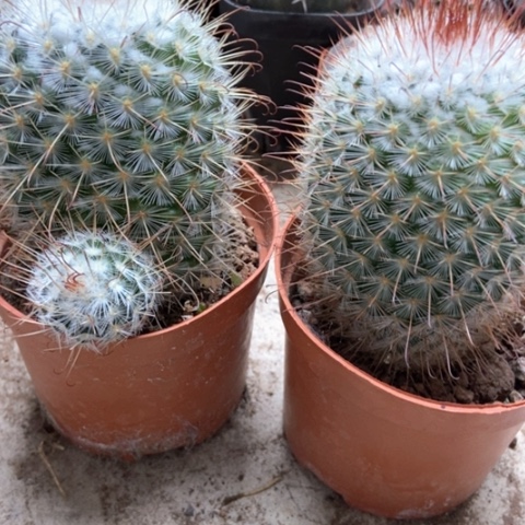 两盆风鸣新仙人球10米仙人球