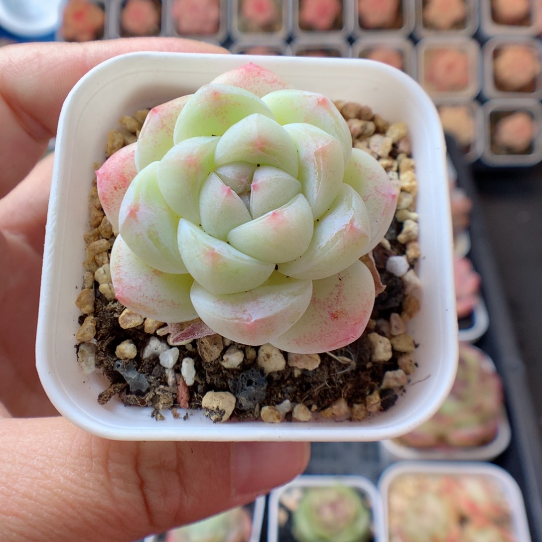 一物一拍精品多肉。 冰玉。47