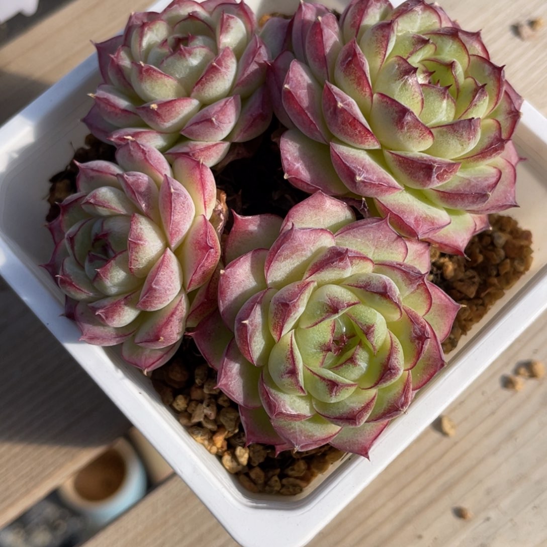 1296玫瑰花灯泡珍妮女王不包整