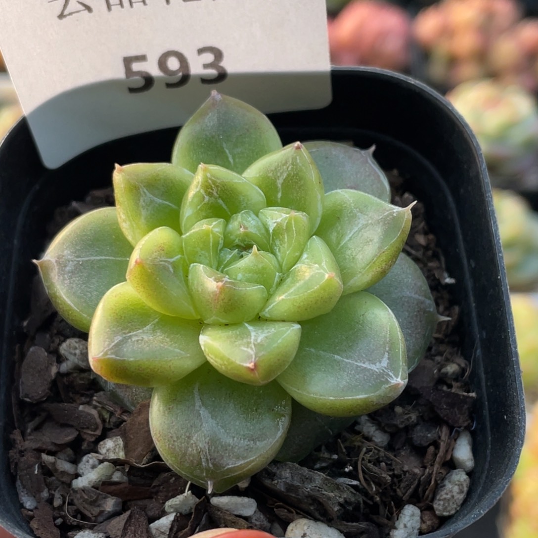 593号糖心冰心珍妮 七喜