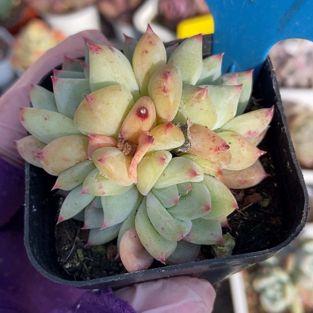 949白拉糖多肉植物保护