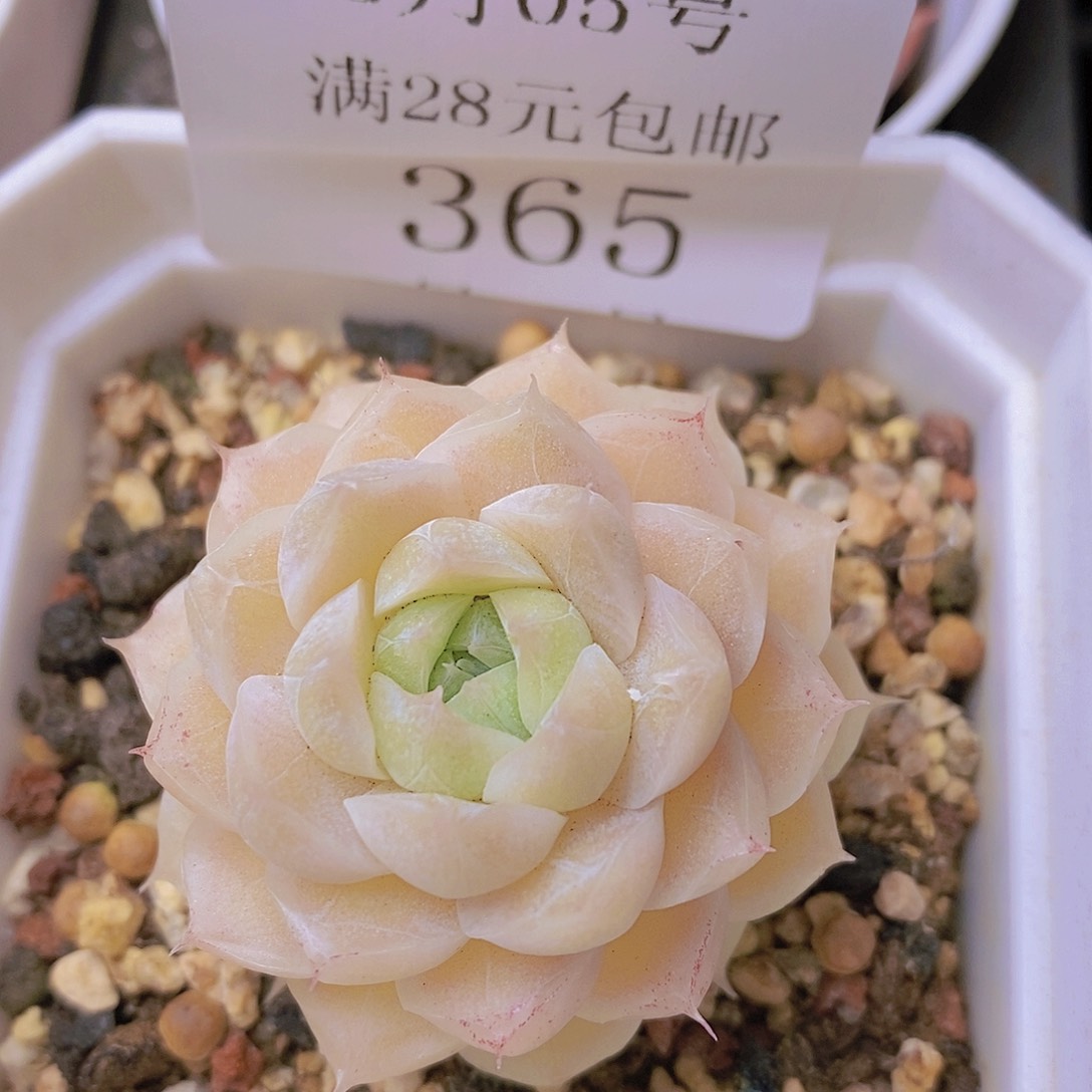 【闪购商品】云365