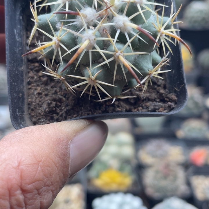 实生强刺钢钉带盆