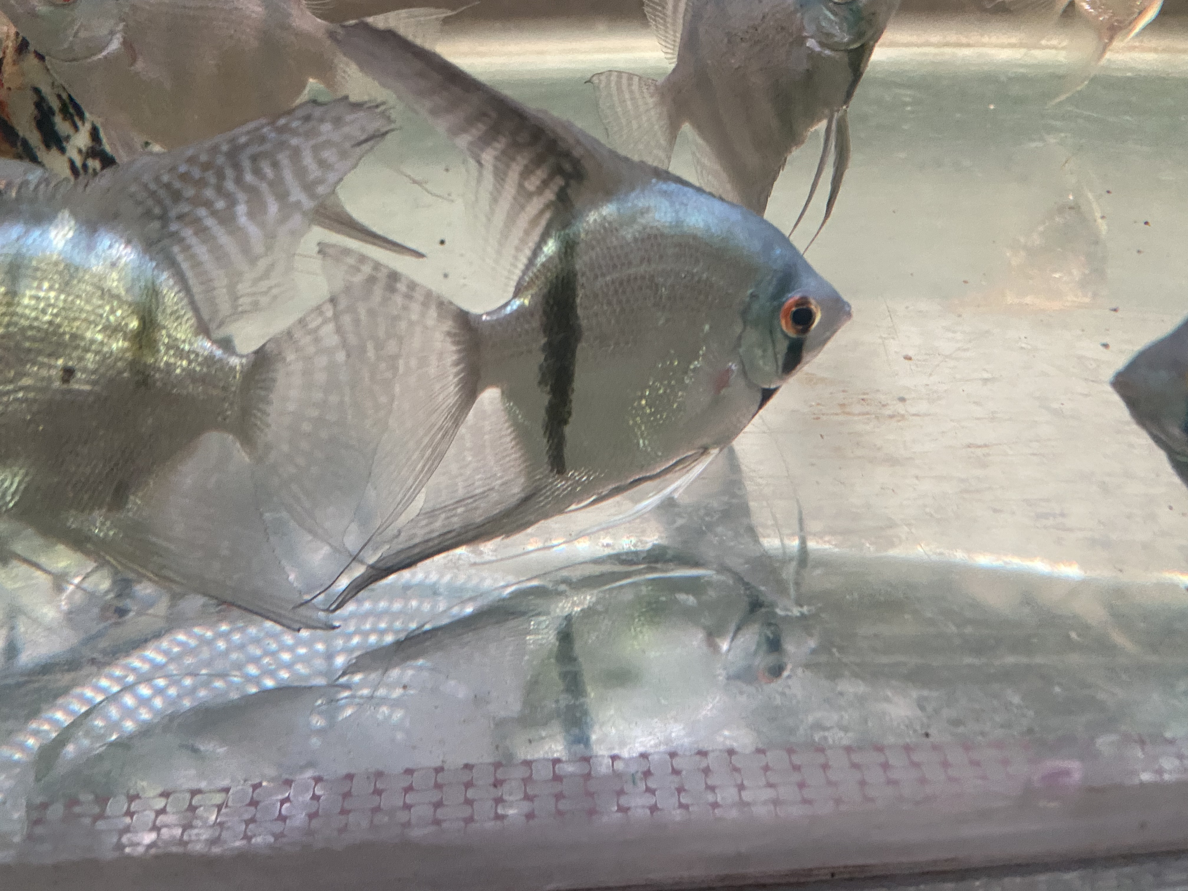 瑕疵特价鱼神仙鱼燕鱼无动线品相弱练手鱼好养耐活热带鱼