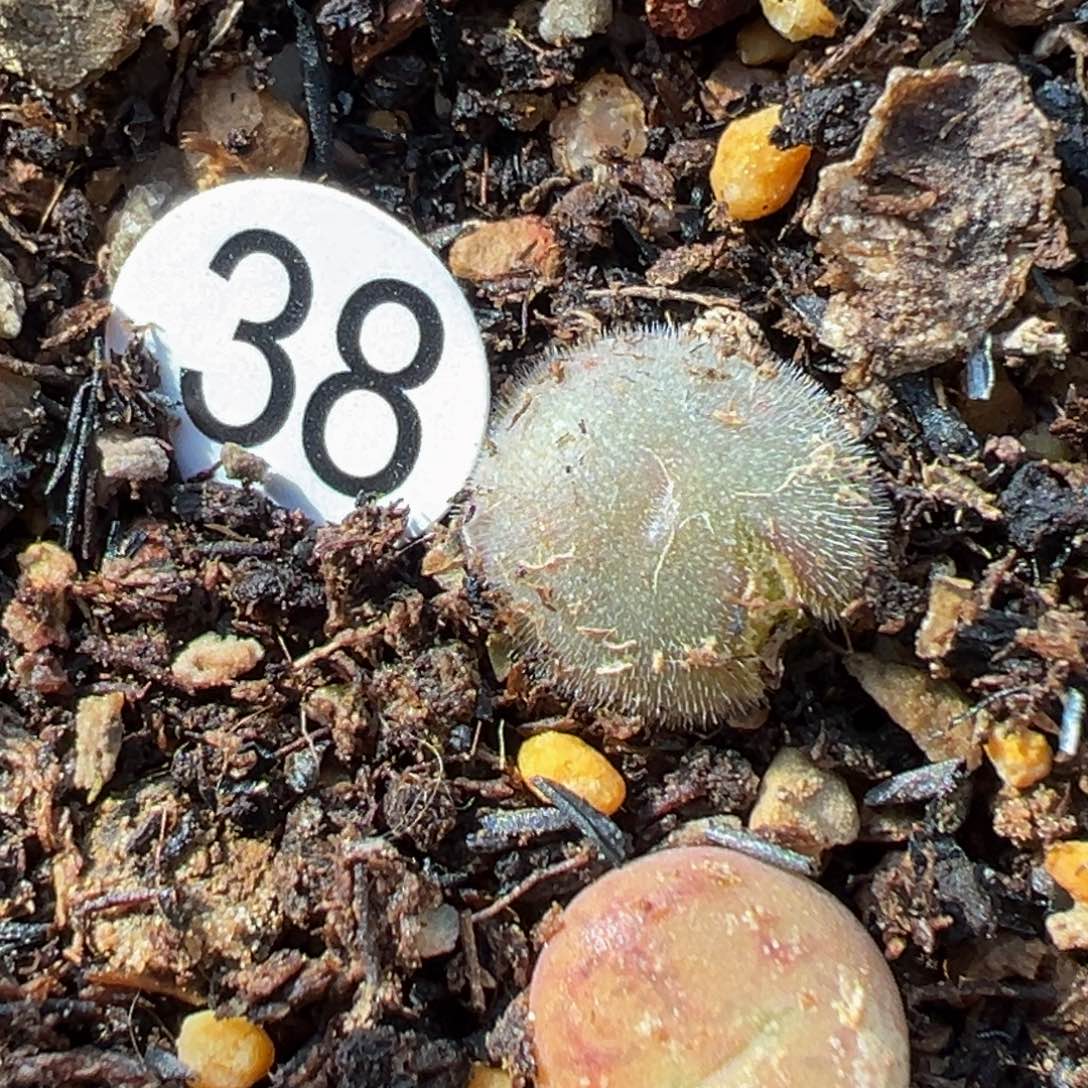 多肉植物11111111111111