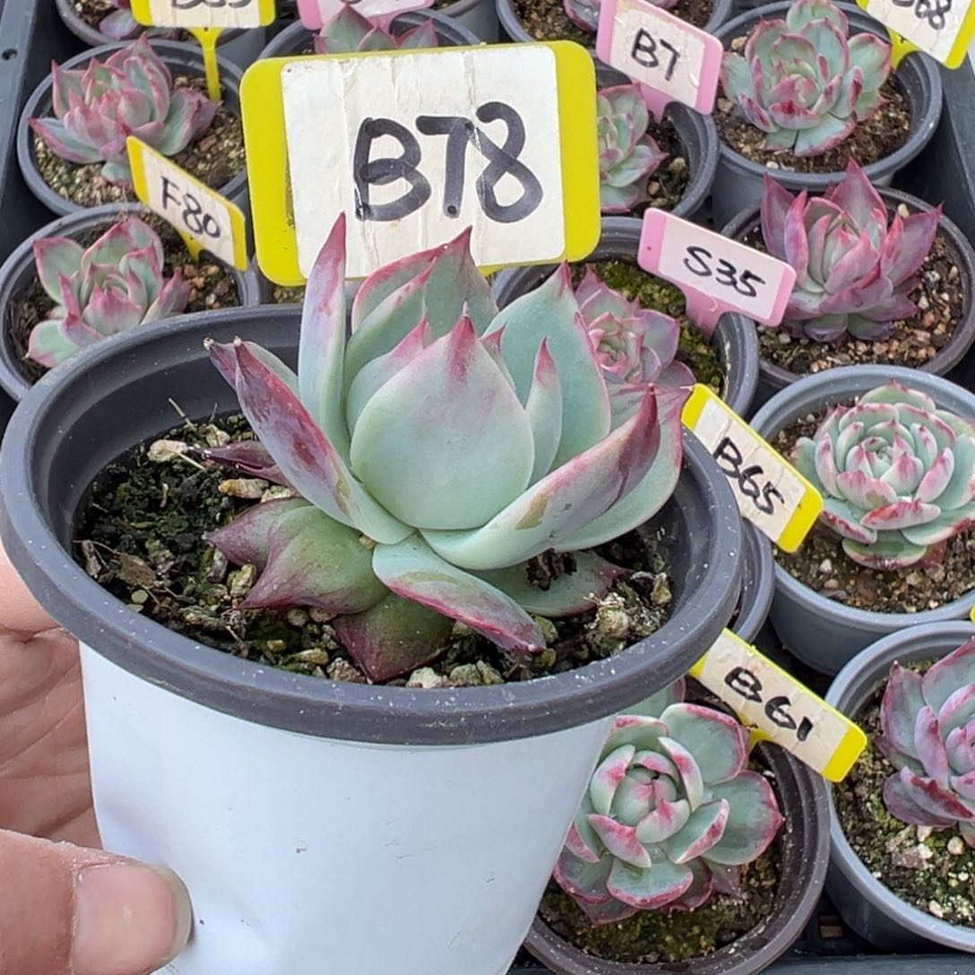 桔**ℳB78惊鸿单头多肉