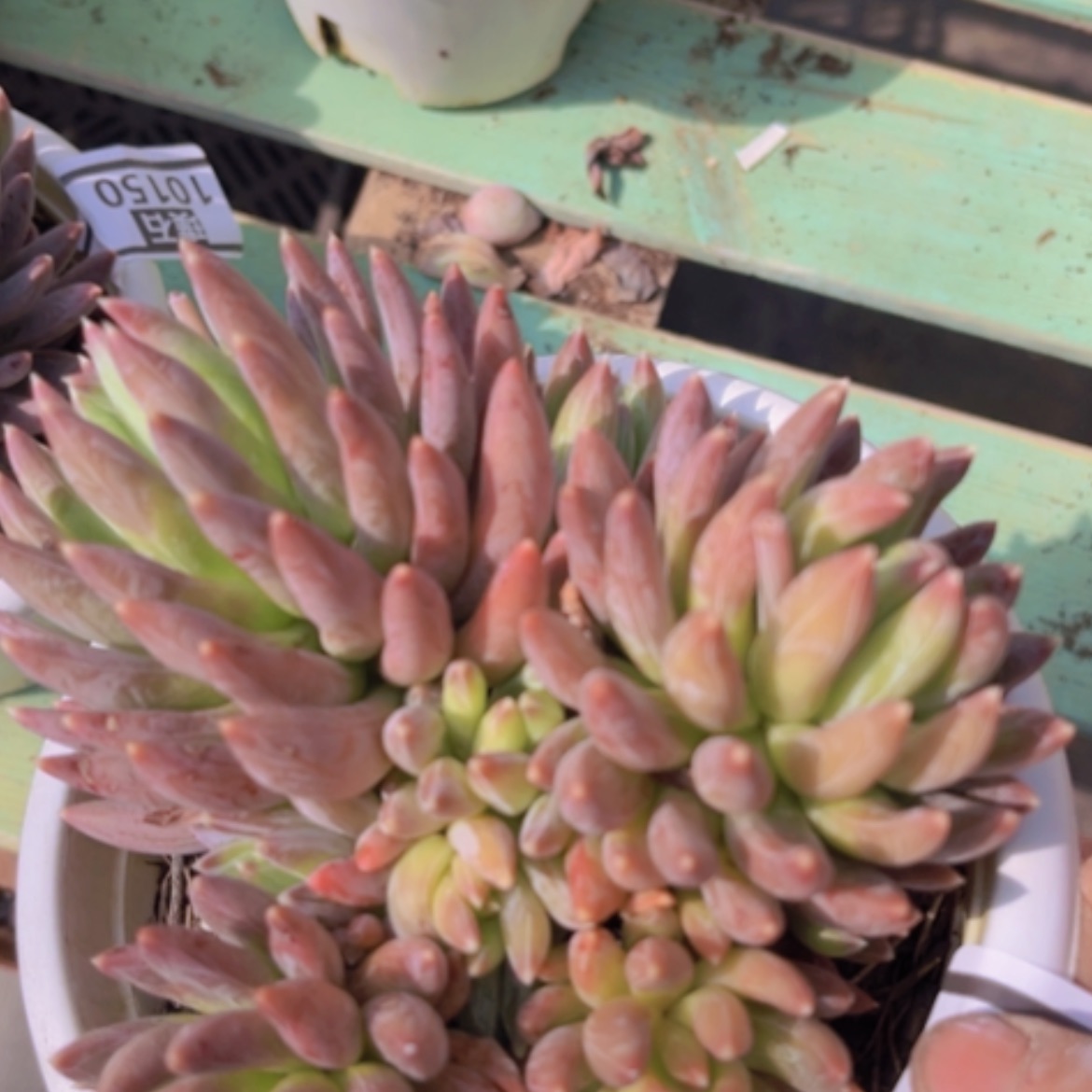 【闪购商品】炫彩星10151