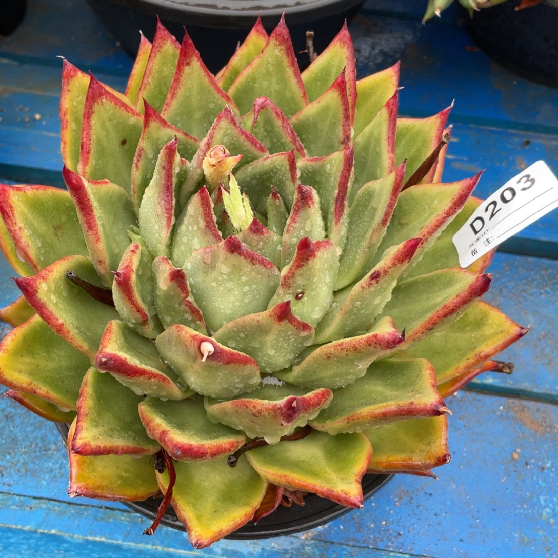 蓝***姐无花朵若如东云组拍D203