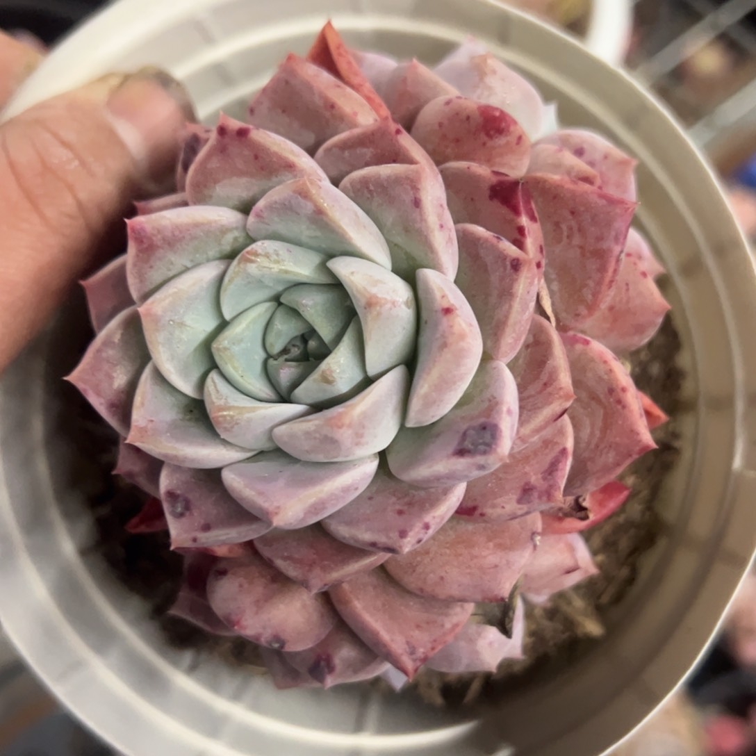 粉斑点三头老桩整桩