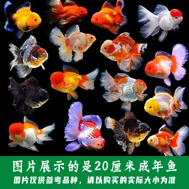 直播间21-25号百褶泰狮短尾i将军泰狮鸿运当头金鱼冷水观赏鱼