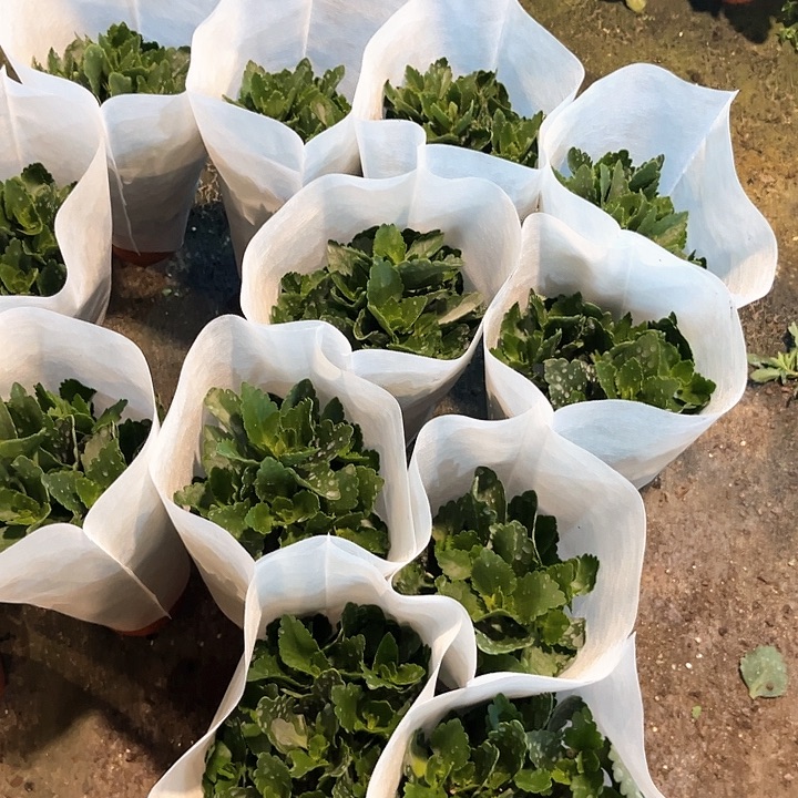 夕阳也叫苍耳130盆小老桩