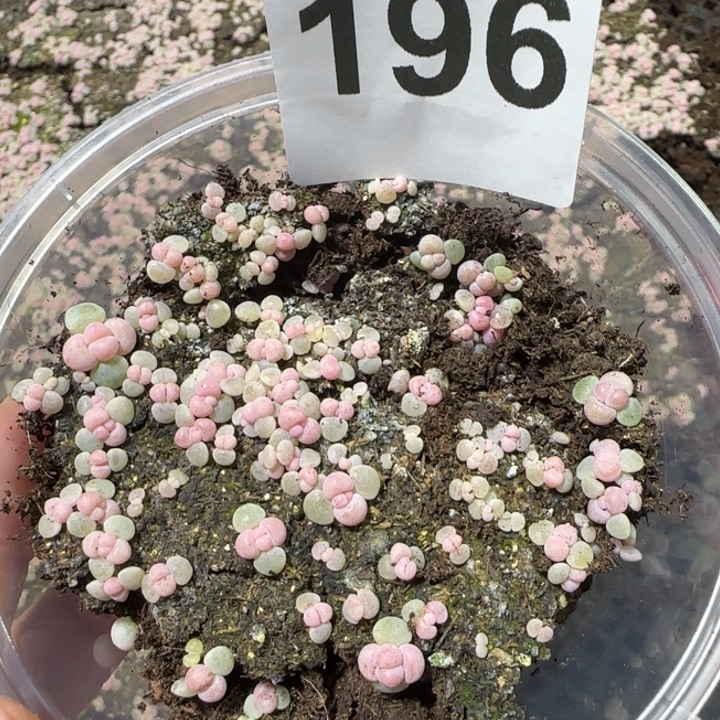 196号彩虹奶一盒盒