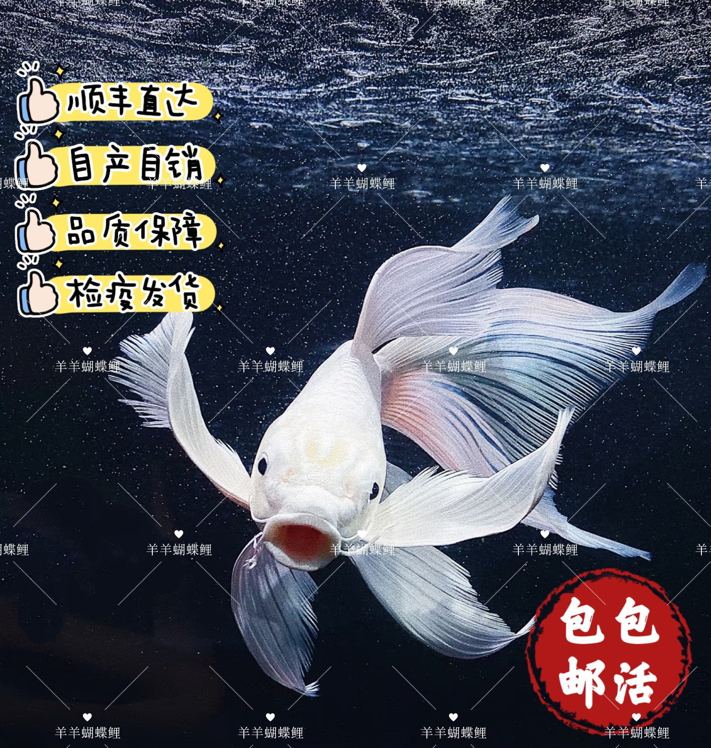 25-28尺寸狮子头蝴蝶鲤台系观赏鱼赛级精品石膏白球短好养活淡水