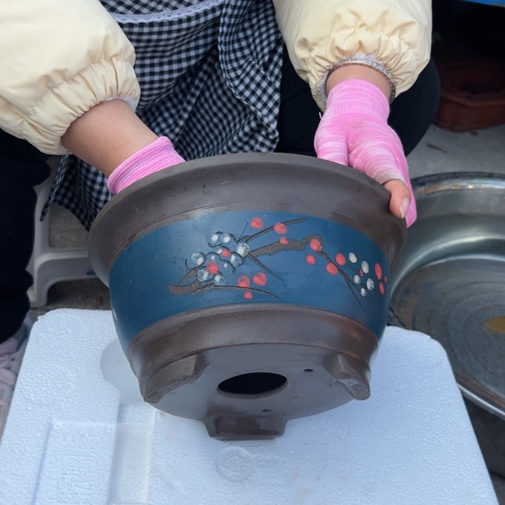 20蓝富贵点菜小一个花盆花盆