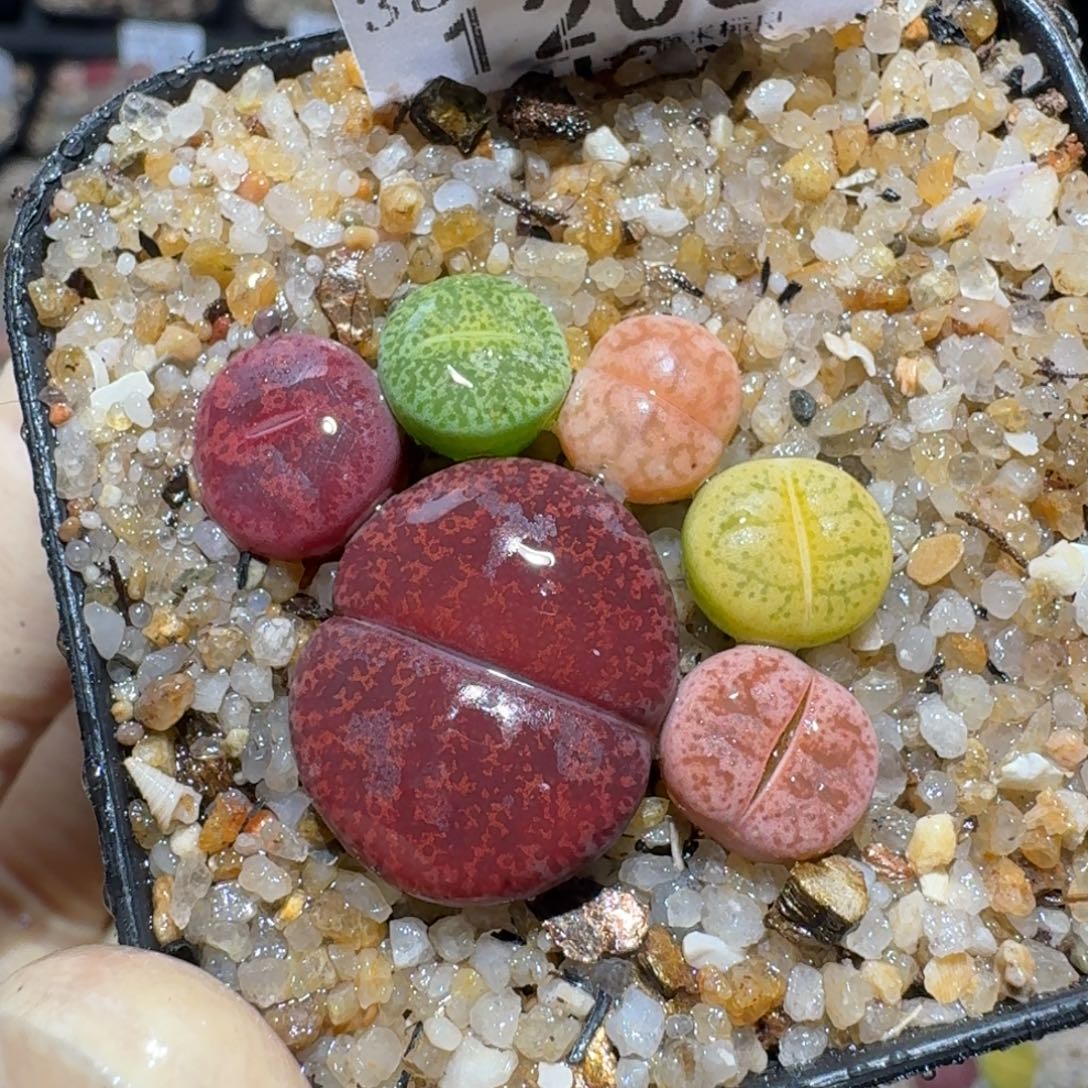 Zzz精品生石花 1206