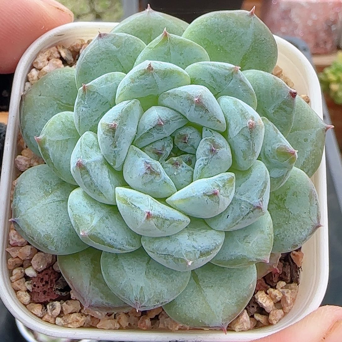 多肉0907-340福利