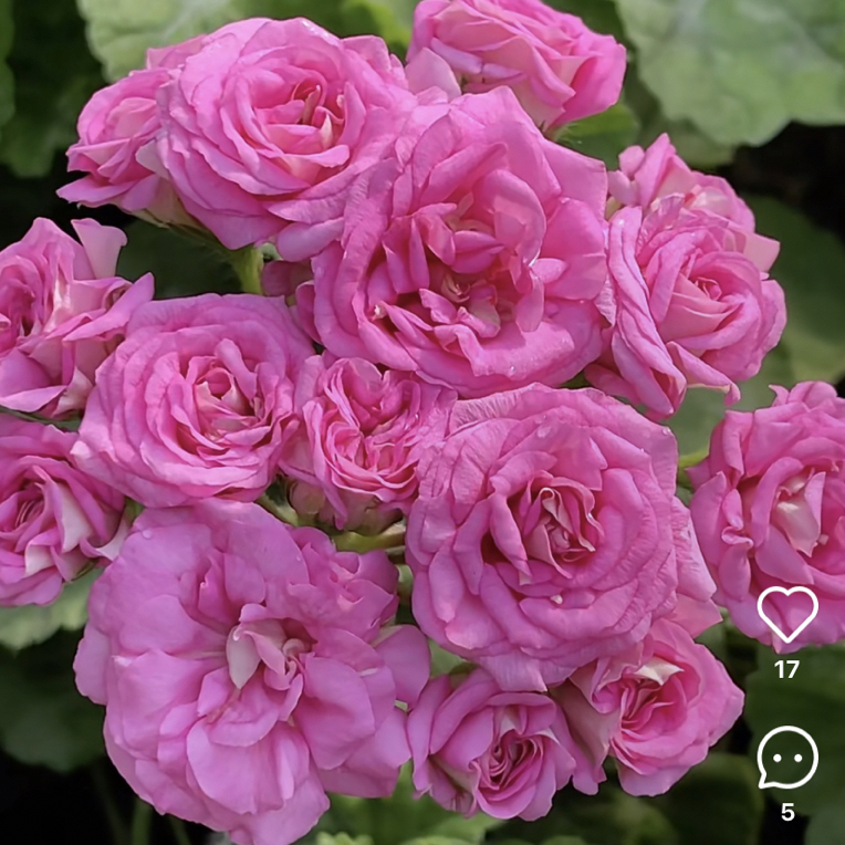 【兽 ——梅尔森2号】俄系兽系天竺葵 紫色重瓣 （无花苞 包对版 ）