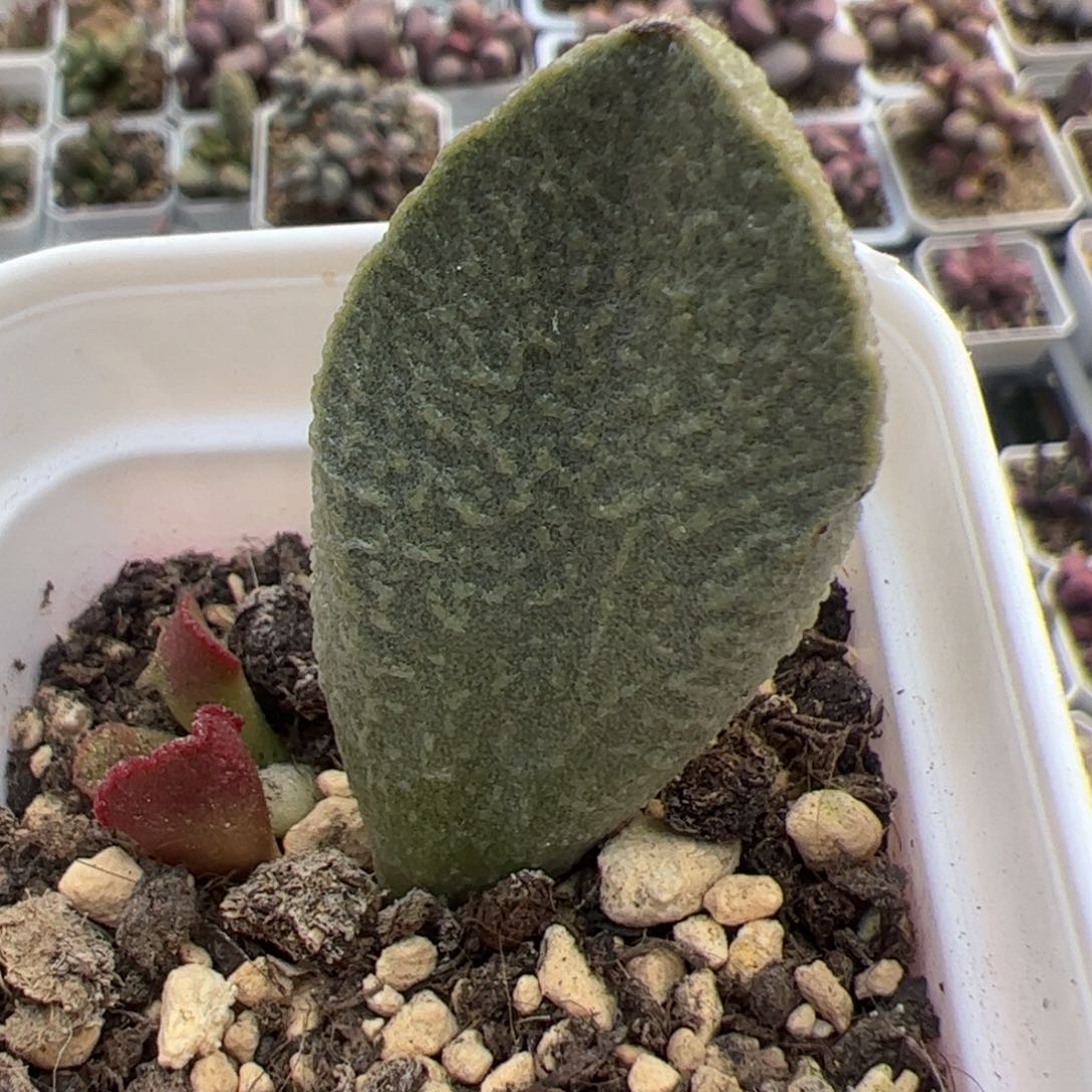 实生低叶苗多肉植物水泡多肉植物